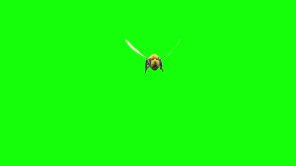 Méhek repülése a zöld képernyőn
