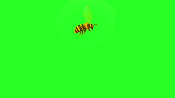 Méhecske Repül Zöld Képernyőn — Stock videók