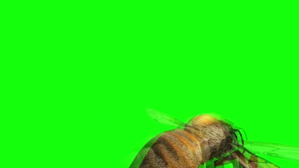 Honey Bee Flying Green Screen — Stock video
