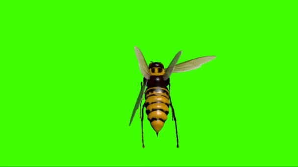 Yeşil Ekranda Uçan Yaban Arısı — Stok video