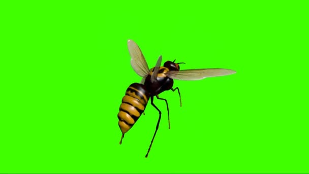 Hornissen Fliegen Auf Der Grünen Leinwand — Stockvideo