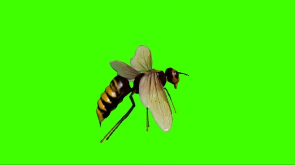 Hornet Terbang Layar Hijau — Stok Video