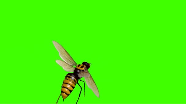 Hornet Flying Green Screen — Stock video