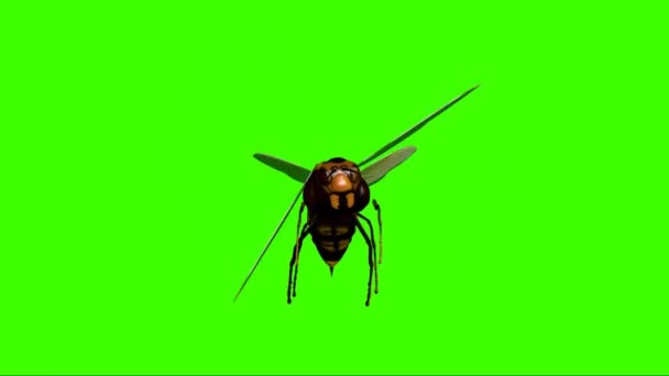大黄蜂在绿色荧幕上飞翔 — 图库视频影像