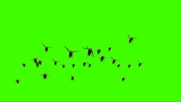 Hornets Volant Sur Écran Vert — Video