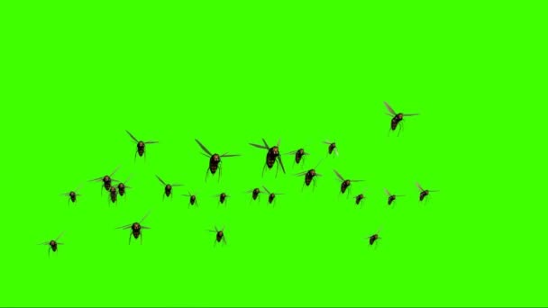 Avispones Volando Pantalla Verde — Vídeo de stock