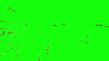 Yeşil Ekranda Uçan Bal Arıları Sürüsü