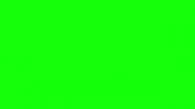 Yeşil Ekranda Uçan Bal Arıları Sürüsü