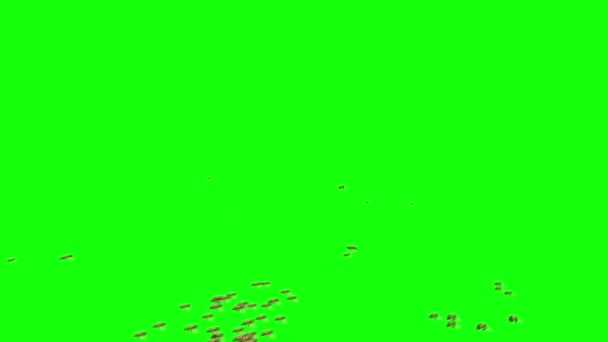 緑の画面で飛ぶミツバチの群れ — ストック動画