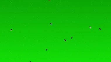 Ateşböcekleri Yeşil Ekranda Uçuyor
