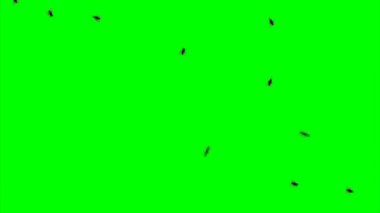 Sinekler Duvarda Oturuyor Yeşil Ekran