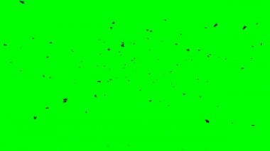 Yeşil Ekranda Uçan Sinek Sürüsü