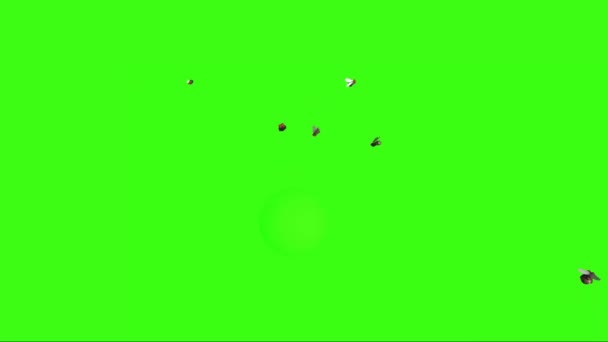 Vliegen Vliegen Groen Scherm — Stockvideo