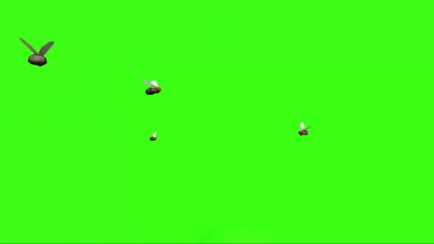 Moscas Volando Pantalla Verde — Vídeo de stock