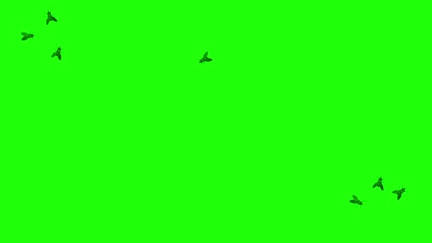 Flugor Sitter Wall Green Screen — Stockvideo