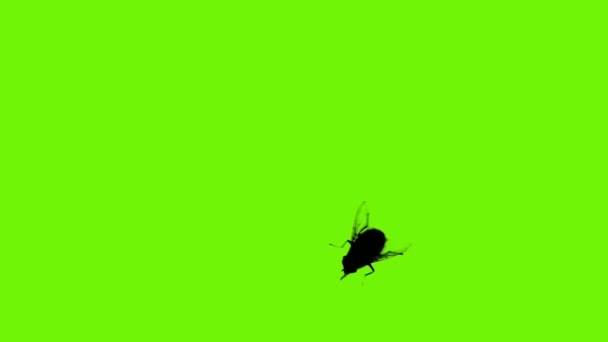 Flyg Flyger Grön Skärm — Stockvideo