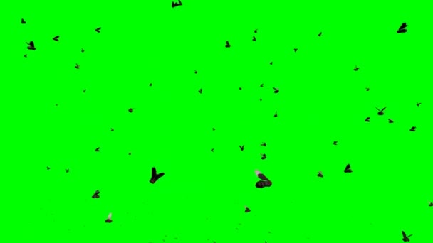 Swarm Lies Repülő Zöld Képernyőn — Stock videók
