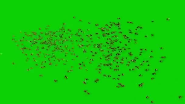 Enxame Moscas Voando Tela Verde — Vídeo de Stock