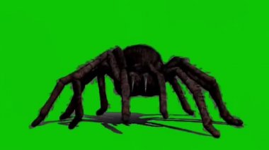 Yeşil Ekranda Yürüyen Örümcek