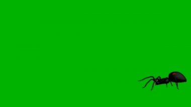 Yeşil Ekranda Yürüyen Örümcek