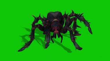 Yeşil Ekranda Yürüyen Örümcek