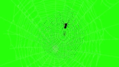 Örümcek Yürüyüşü Web Yeşil Ekranında