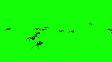 Yeşil Ekranda Yürüyen Örümcekler