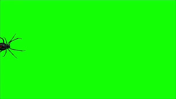 緑の画面を歩くスパイダー — ストック動画