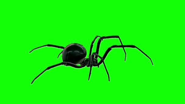 Spindelpromenader Grön Skärm — Stockvideo