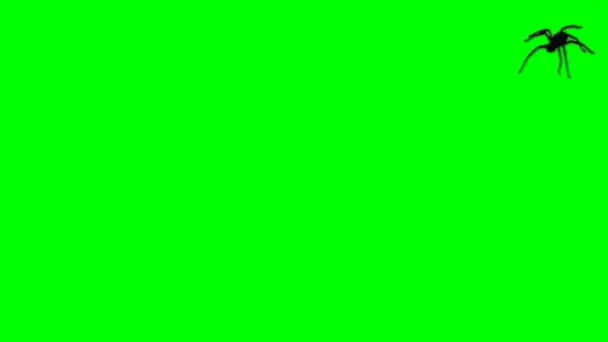 Паук Шагает Зеленому Экрану — стоковое видео