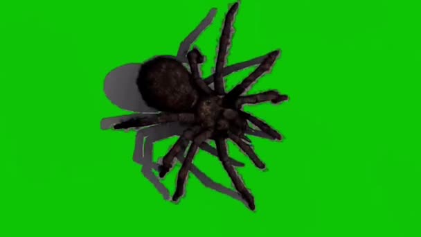 Pavouk Kráčející Zelené Obrazovce — Stock video