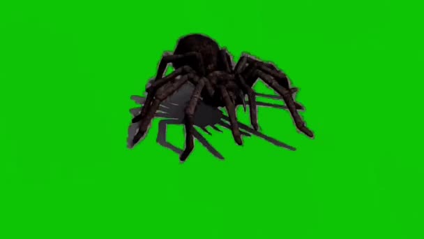 Araña Caminando Pantalla Verde — Vídeo de stock