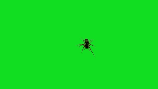 Spider Walking Zielonym Ekranie — Wideo stockowe