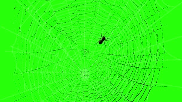 Spider Walking Web Green Screen — Stock video