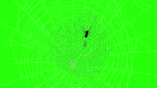 Spider Περπάτημα Web Πράσινη Οθόνη — Αρχείο Βίντεο