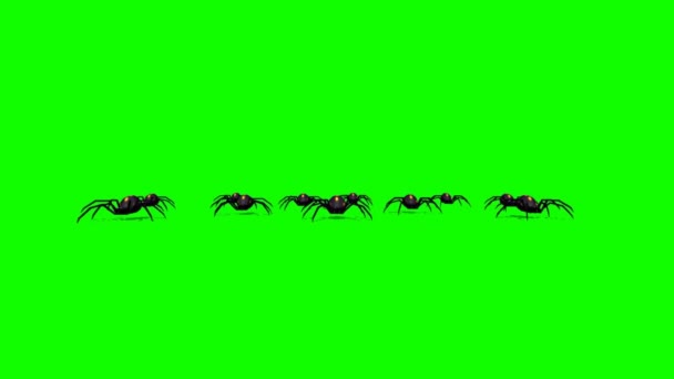 Spiders Walking Green Screen — Stock Video