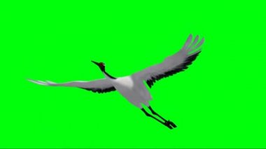 Yeşil Ekranda Uçan Turna