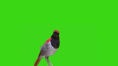 Sinek Yakalayıcı Yeşil Ekranda Oturuyor