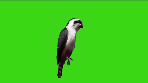 Vogelzitten Groen Scherm — Stockvideo