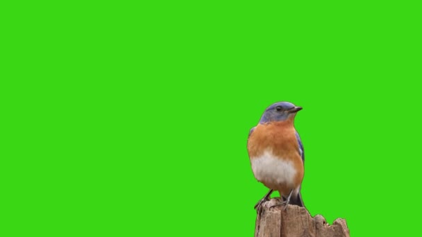 Bluebird Assis Sur Écran Vert Chauve Souris — Video