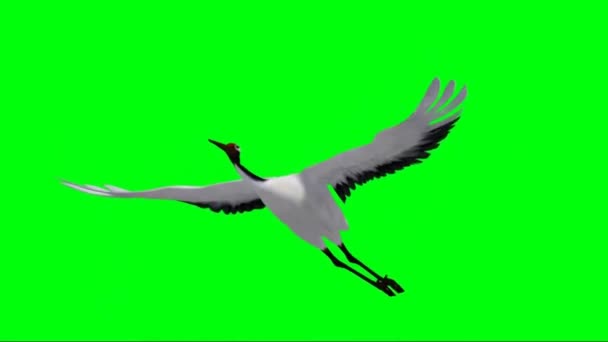 Crane Πετώντας Πράσινη Οθόνη — Αρχείο Βίντεο