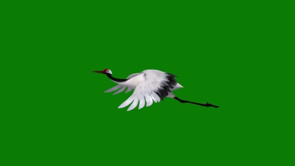 Crane Πετώντας Πράσινη Οθόνη — Αρχείο Βίντεο