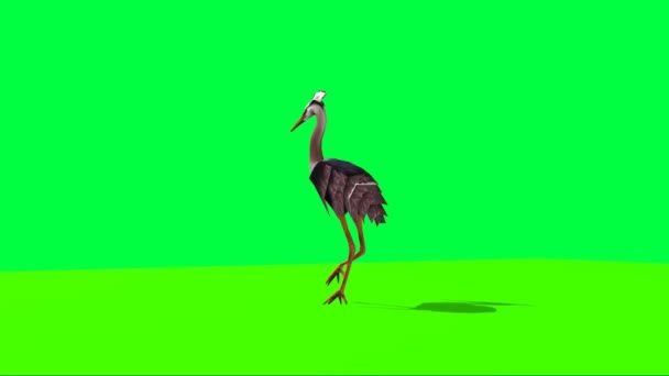 Crane Walking Green Screen — Stock video