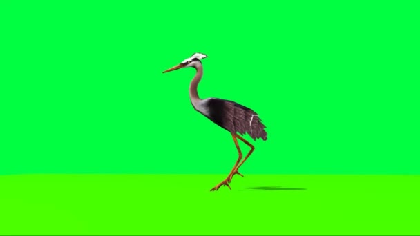 Crane Walking Green Screen — Stock video
