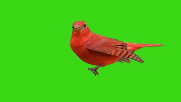 Summer Tanager Yeşil Ekranda Oturuyor — Stok video