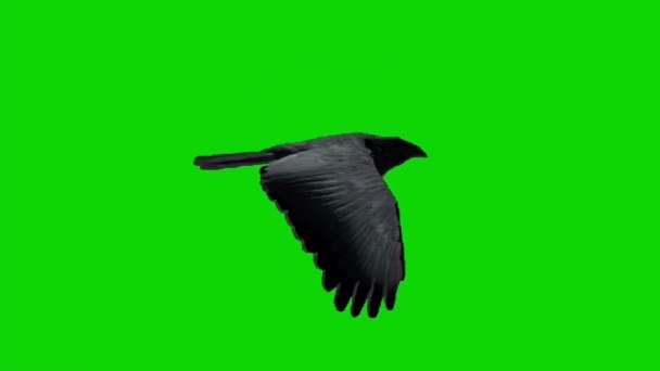Cuervo Volando Pantalla Verde — Vídeos de Stock