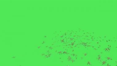 Yeşil Ekranda Uçan Serçe Sürüsü