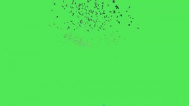 Yeşil Ekranda Uçan Serçe Sürüsü