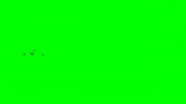 Yeşil Ekranda Uçan Serçe Sürüsü