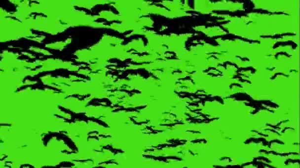 Bandada Cuervos Volando Pantalla Verde — Vídeos de Stock